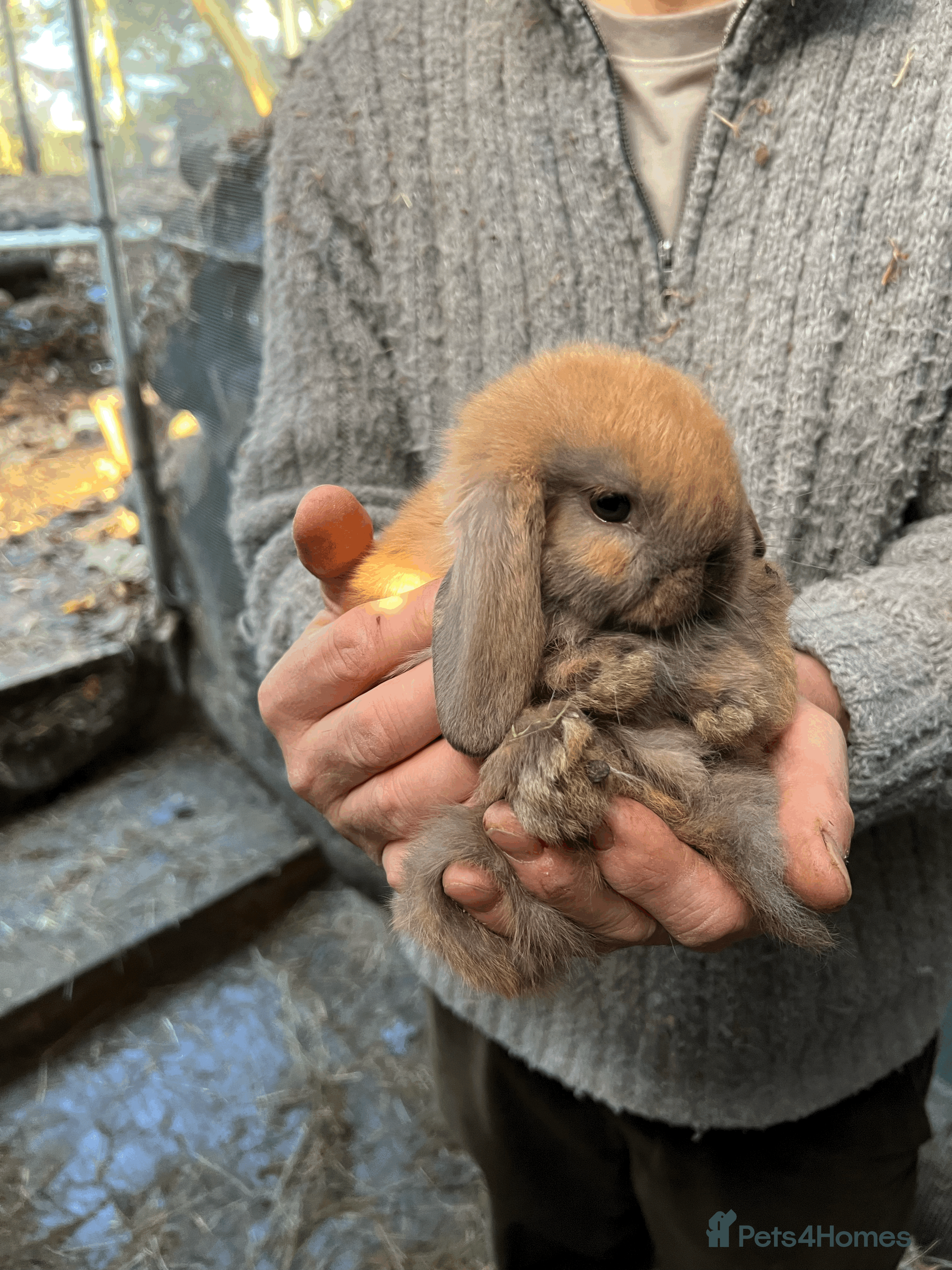 Mini Lop rabbits 100% Pure Family Bred Friendly Mini Lop Bunnies - Advert 14