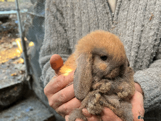 Mini Lop rabbits 100% Pure Family Bred Friendly Mini Lop Bunnies - Advert 14