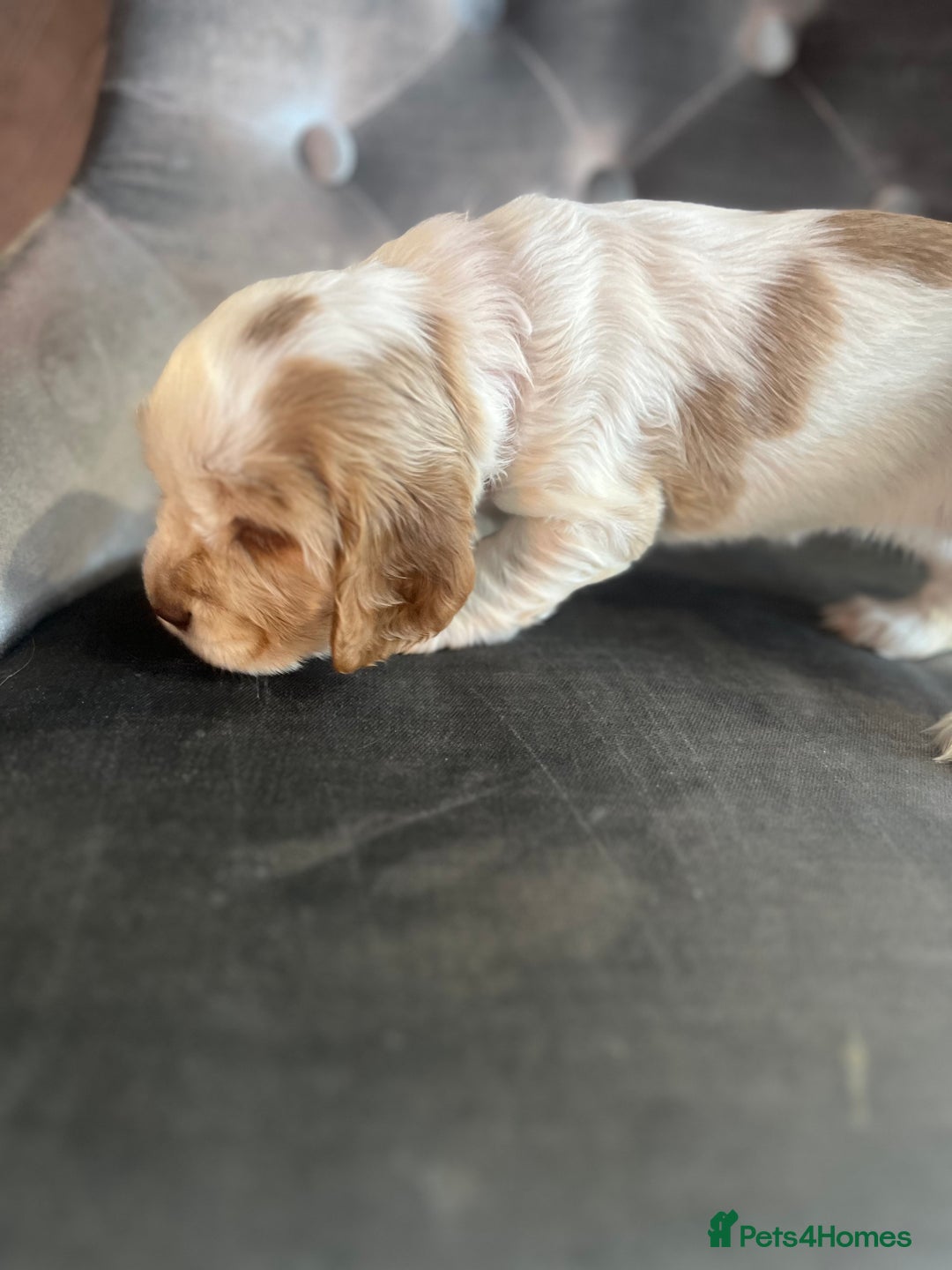 Cocker Spaniel dogs for sale: Cocker Spaniel Puppies - Advert 15