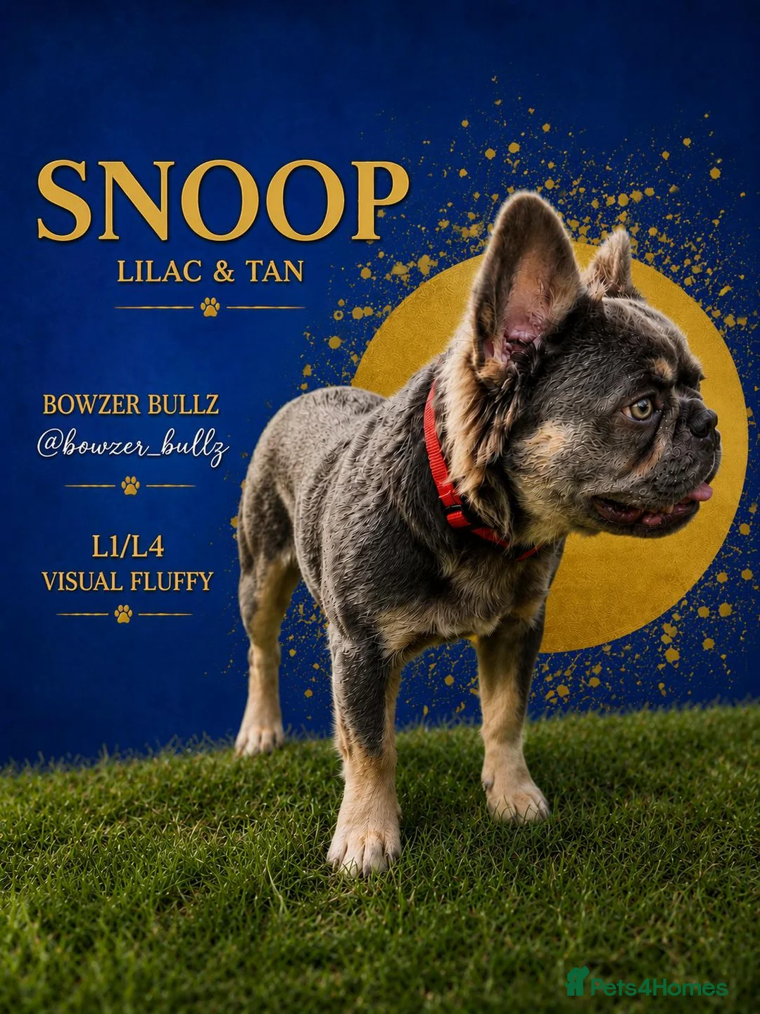 French Bulldog dogs for stud: Fluffy Lilac & Tan Frenchie Available for Stud - Advert 2