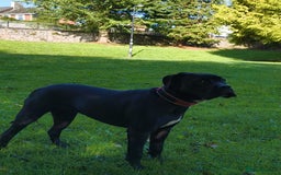 Mixed Breed dogs for sale: 6 Month Old Female Rehoming - Image 11