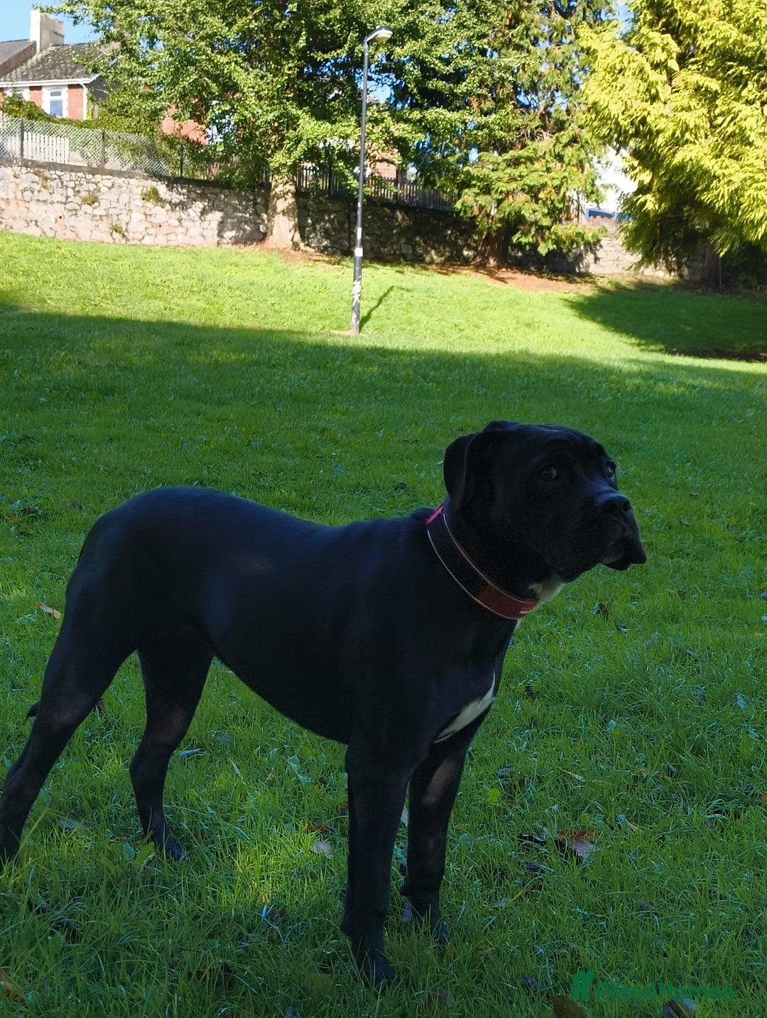 Mixed Breed dogs for sale: 6 Month Old Female Rehoming - Image 11