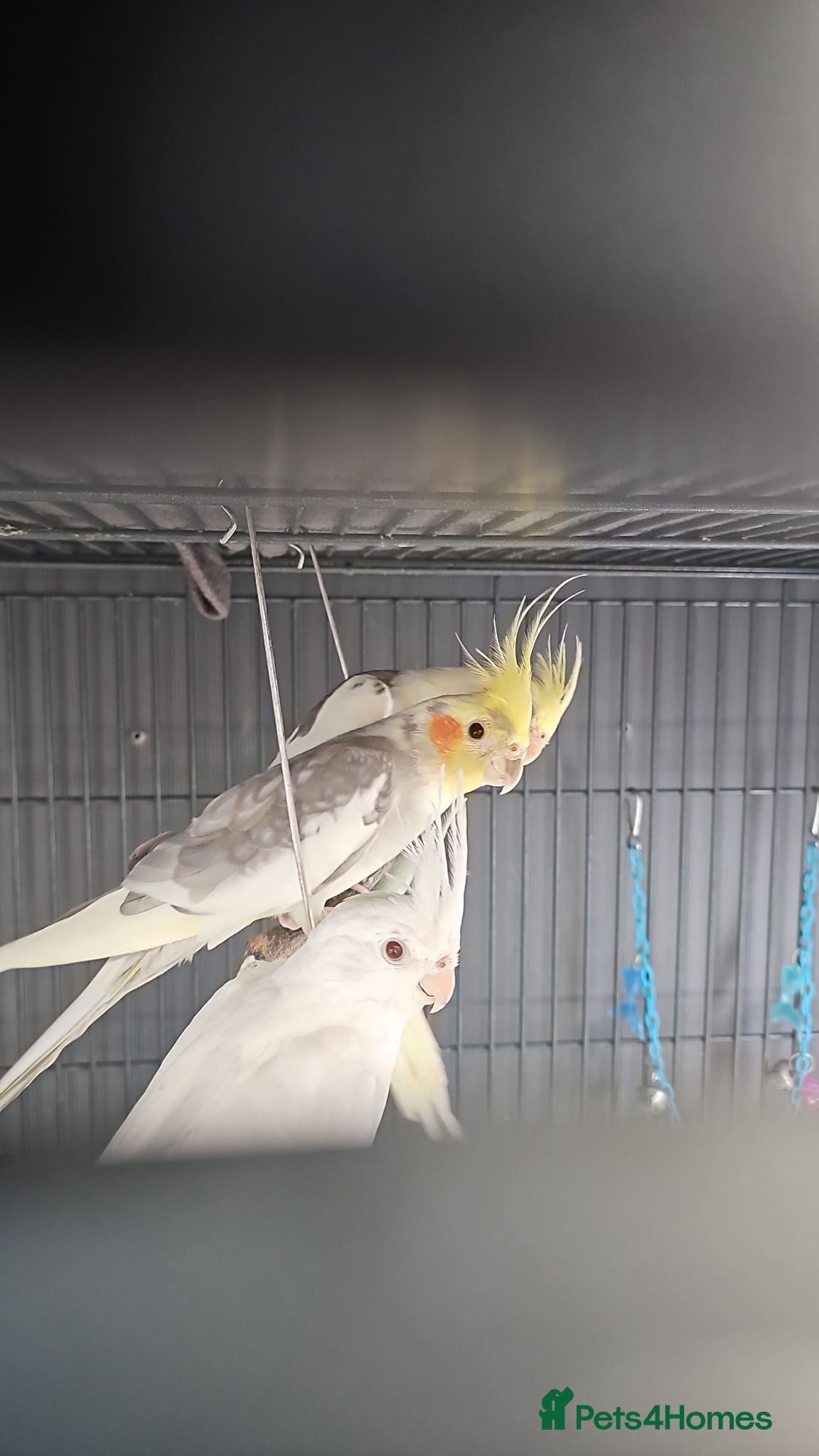 Mixed Breed birds Hand reard baby's  - Advert 2