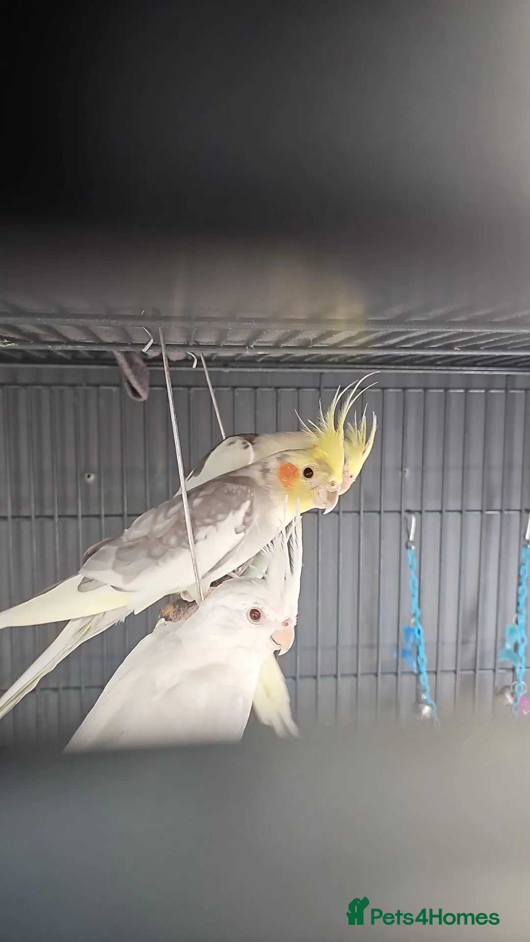Mixed Breed birds for sale: Hand reard baby's  in Darlington - Advert 2