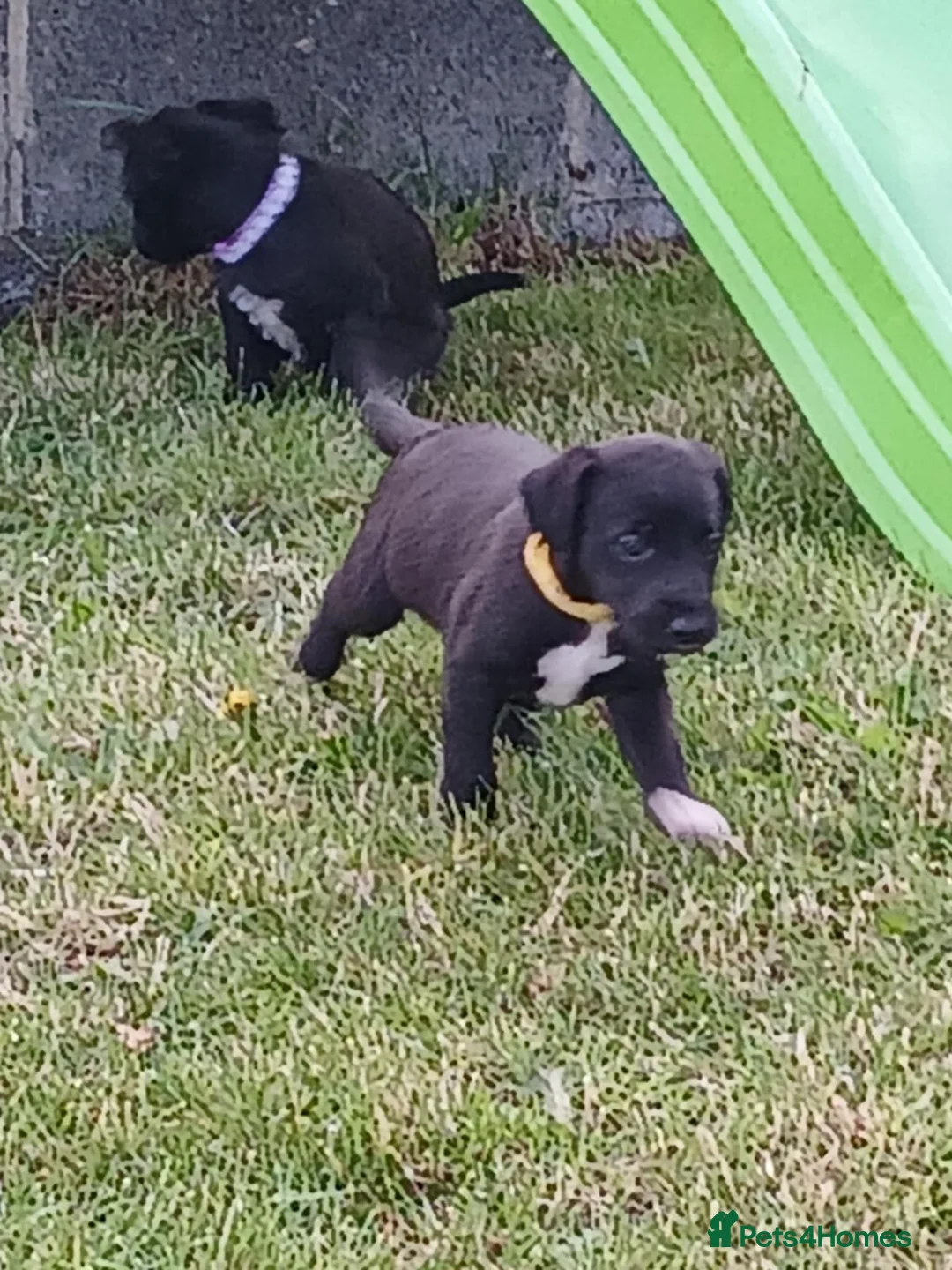 Bedlington Terrier dogs for stud: Bedlington Terrier at Stud - Advert 4