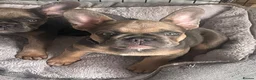 French Bulldog dogs for sale: Beautiful French Bulldog Puppies Fluffy Carriers - Advert 9