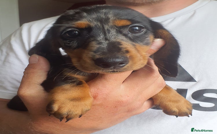 Miniature Dachshund dogs - Advert 3