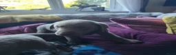 Labrador Retriever dogs for sale: Silver labradors  - Advert 16