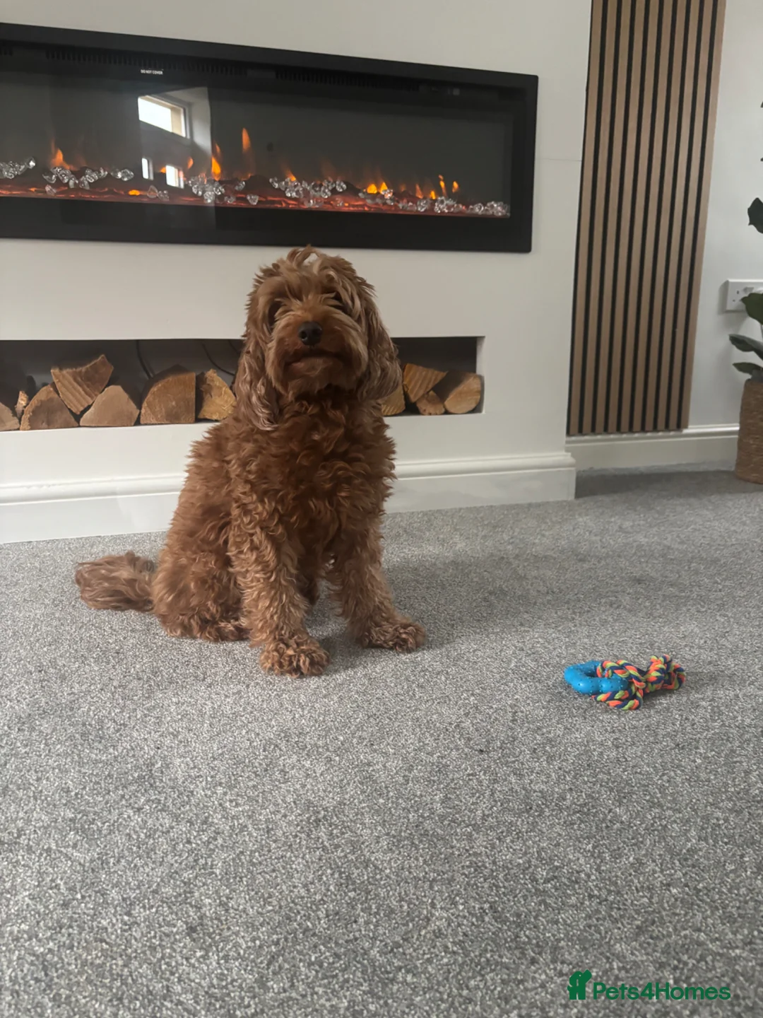 Cockapoo dogs for sale: Gorgeous Cockapoo puppies for sale  in Tamworth - Advert 2
