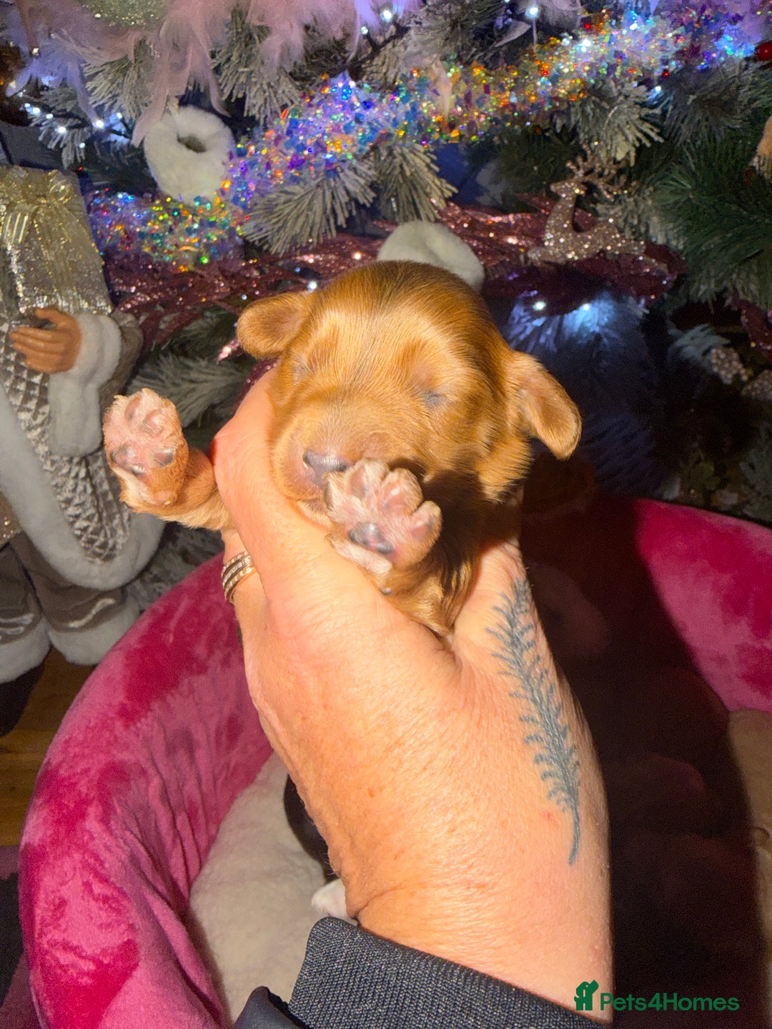 Cockapoo dogs for sale: Cockapoo pups  - Advert 26