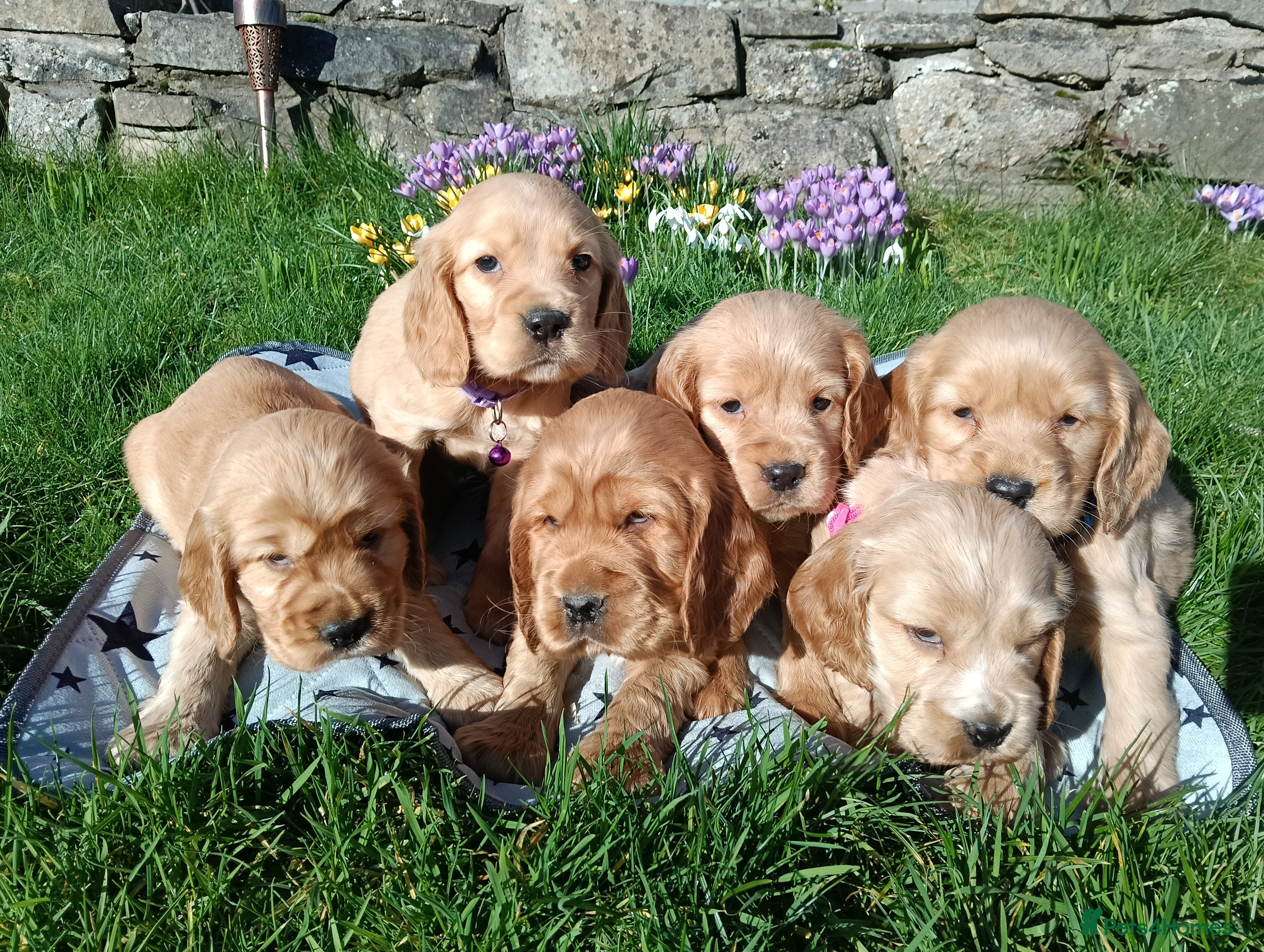 Cocker Spaniel dogs Quality Golden Show Type Cocker Spaniel puppies - Advert 2