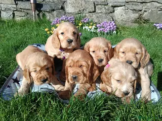 Cocker Spaniel dogs Quality Golden Show Type Cocker Spaniel puppies - Advert 2