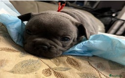 French Bulldog dogs for sale: Fabulous Frenchies ❤️ - Image 5