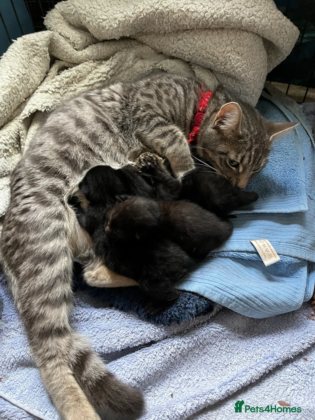 Mixed Breed cats for sale: 4 x boys in Penryn - Advert 7