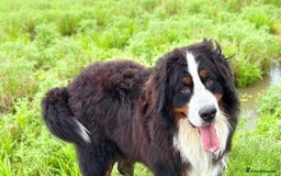 Bernedoodle dogs for sale: Bernedoodle puppies  - Advert 14