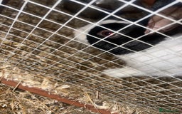 Dutch rabbits for sale: All mixed rabbits £60 each open to offers  - Advert 5