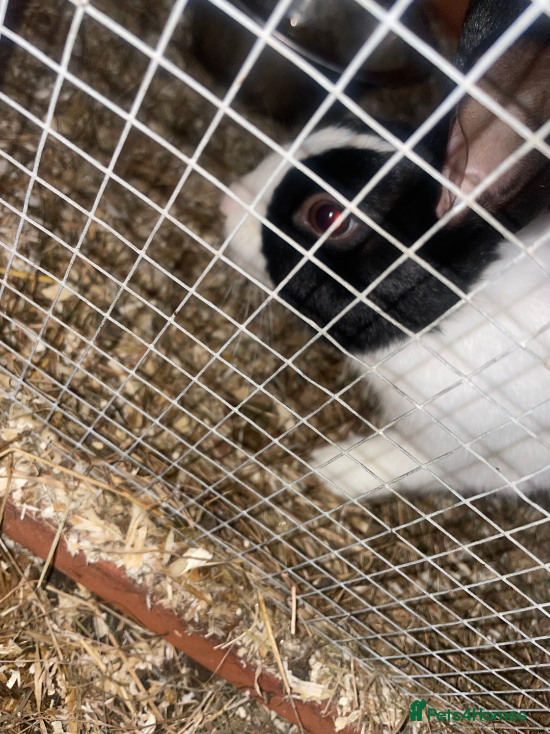 Dutch rabbits for sale: All mixed rabbits £60 each open to offers  - Advert 5