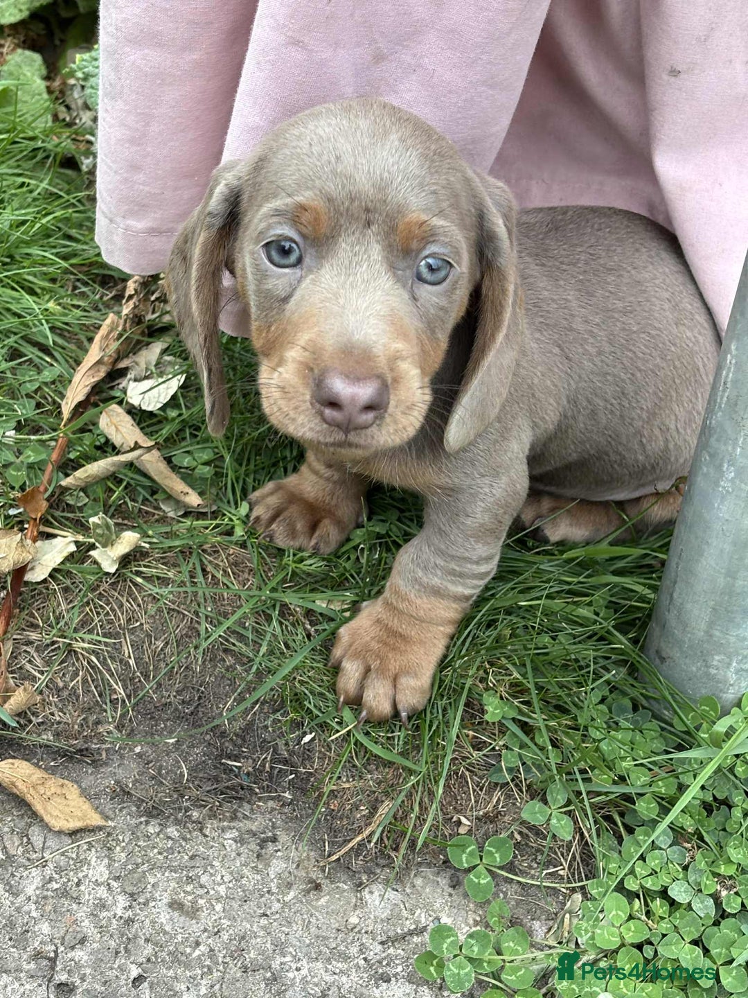 Dachshund dogs for sale: Mini dushounds - Image 6