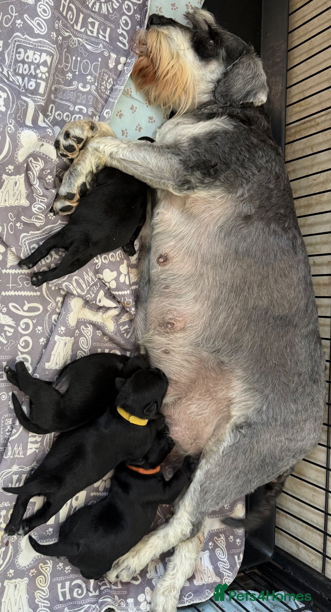 Miniature Schnauzer dogs Miniature schnauzer pups - Advert 1
