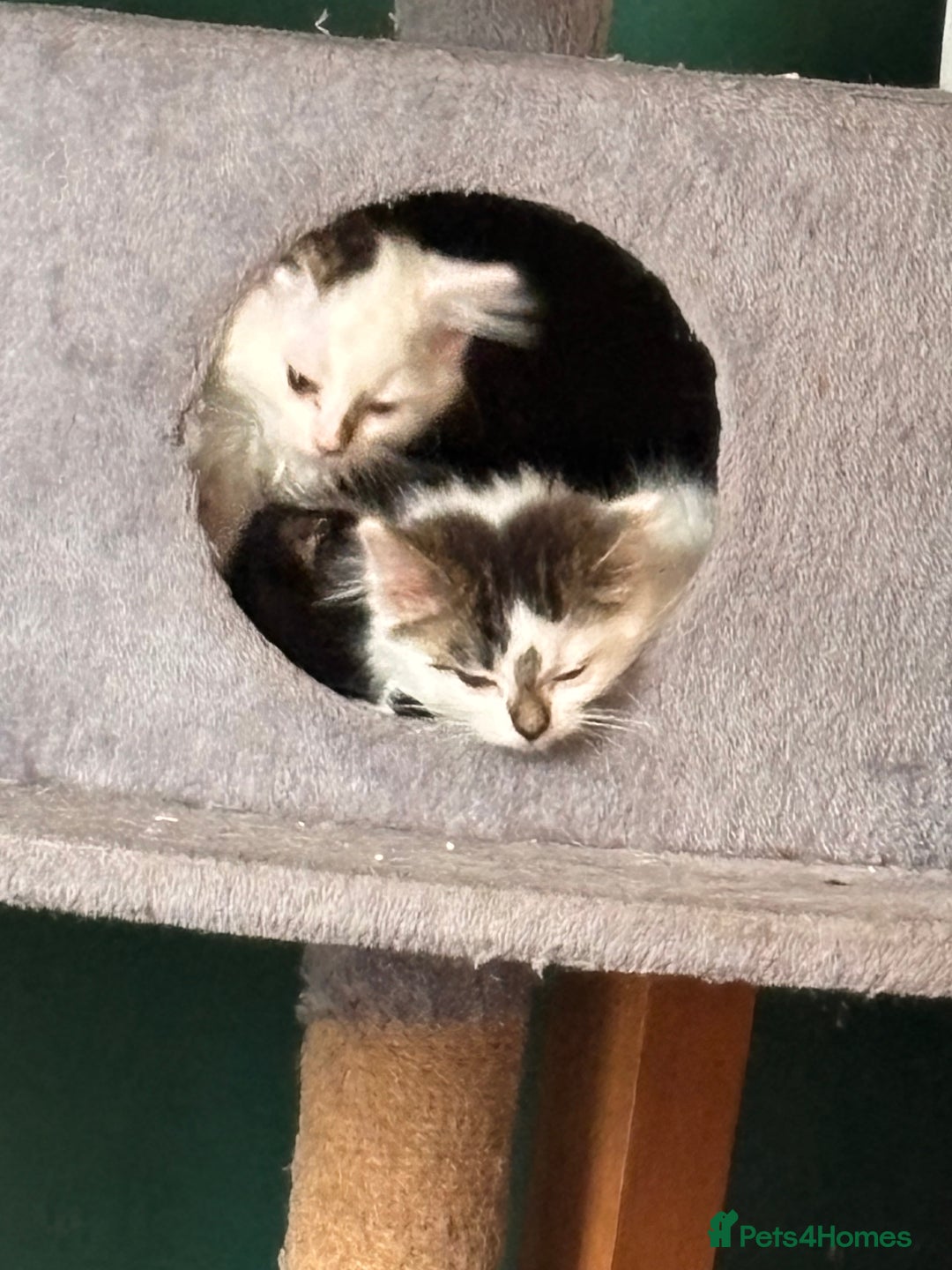 Mixed Breed cats for sale: Beautiful kittens. - Image 5