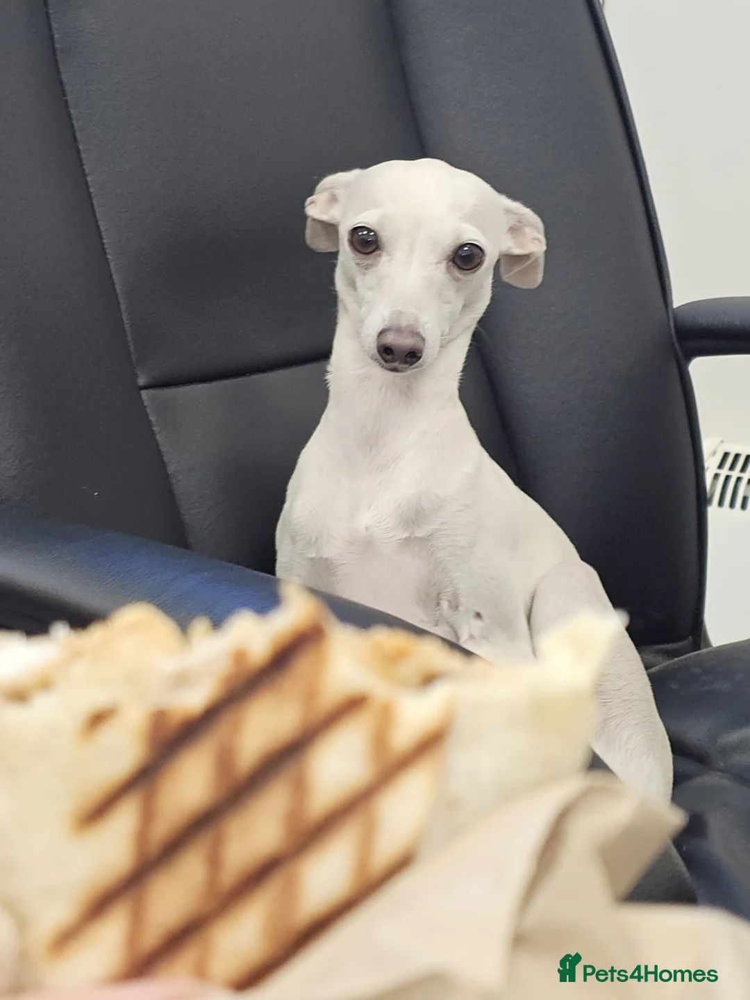 Italian Greyhound dogs for sale:     Italian Greyhound. Babies  - Advert 14