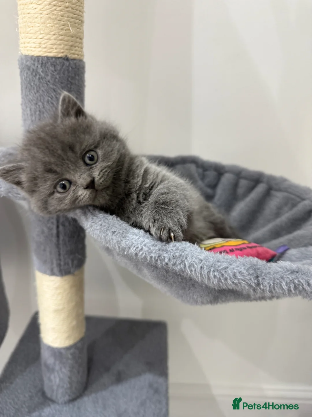 Scottish Fold cats for sale: Beautiful Scottish fold/British Shorthair for sale - Advert 2