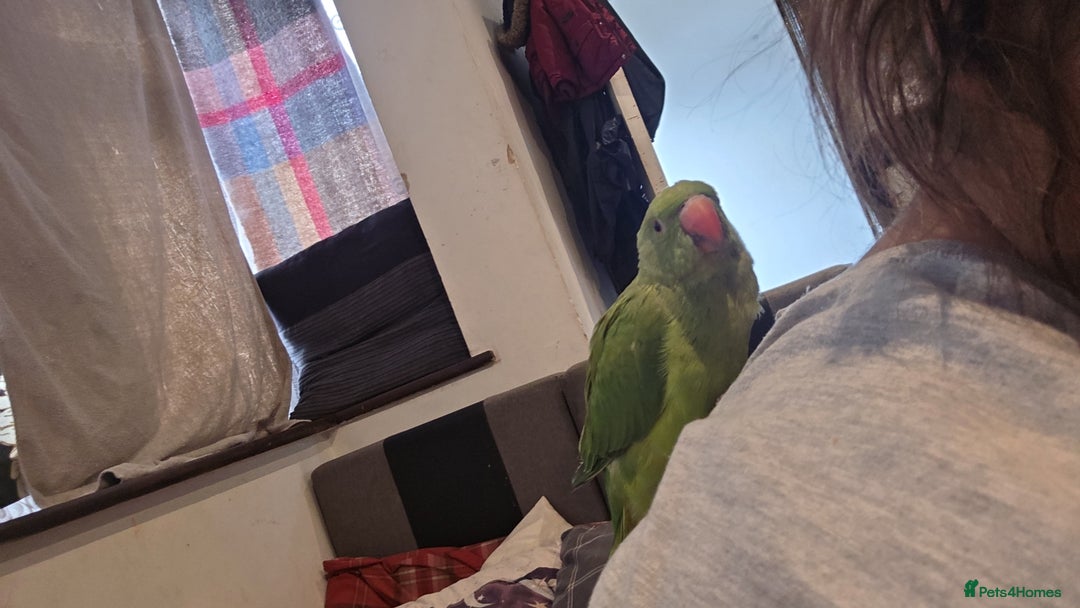 Ringnecks birds for sale: Indian ringneck  - Image 2