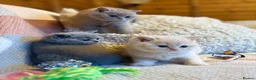 British Shorthair cats for sale: British Shorthair Girls - Advert 13