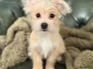 Mixed Breed dogs Your new pup! Maltese x JackChi - unique mix - Advert 16