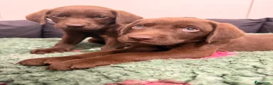 Labrador Retriever Light Green