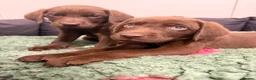 Labrador Retriever dogs for sale: 2 LEFT READY SOON KC CHOCOLATE LABRADOR PUPPIES - Advert 12