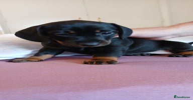 Mixed Breed dogs - Advert 8