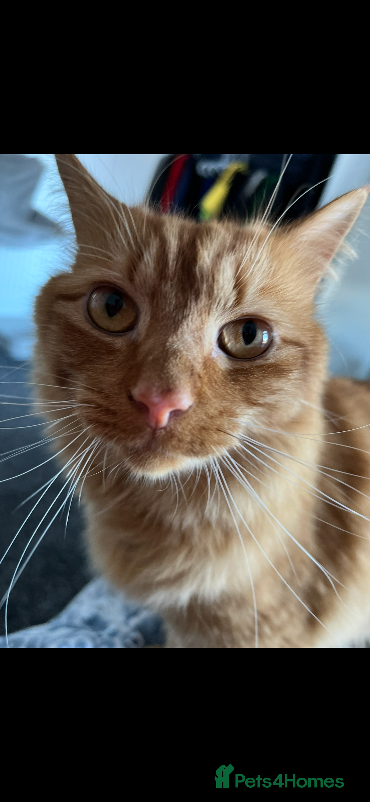 British Longhair cats Luca - domestic long hair - Advert 15