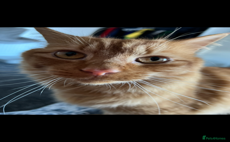 British Longhair cats - Advert 3