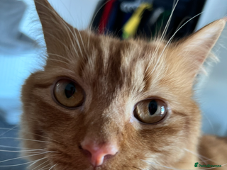 British Longhair cats - Advert 2