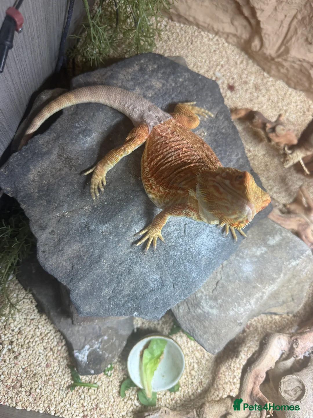 Bearded Dragon reptiles for sale: Leather Back Bearded Dragon  - Advert 3