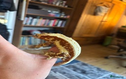 Gecko reptiles for sale: Stunning Tri Colour Lily White Crested Gecko - Image 4