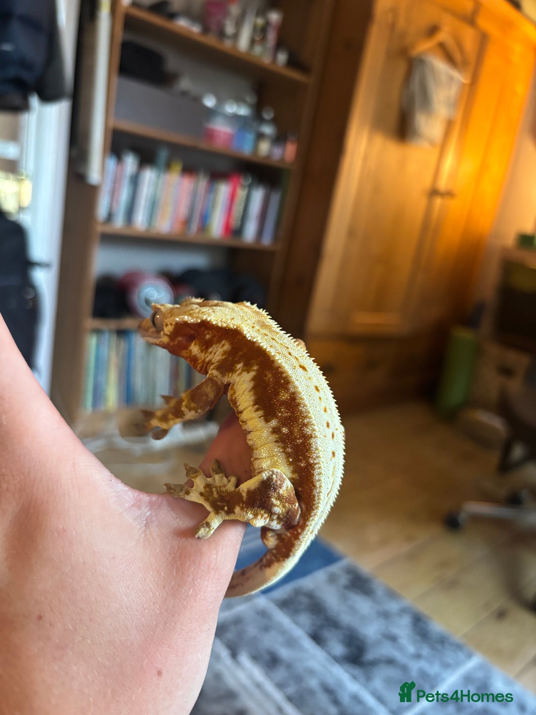 Gecko reptiles for sale: Stunning Tri Colour Lily White Crested Gecko - Image 4