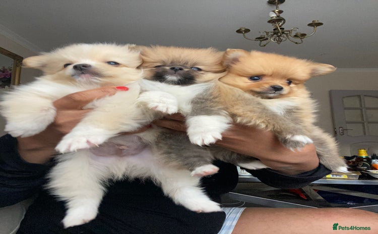 Pomeranian dogs - Advert 14