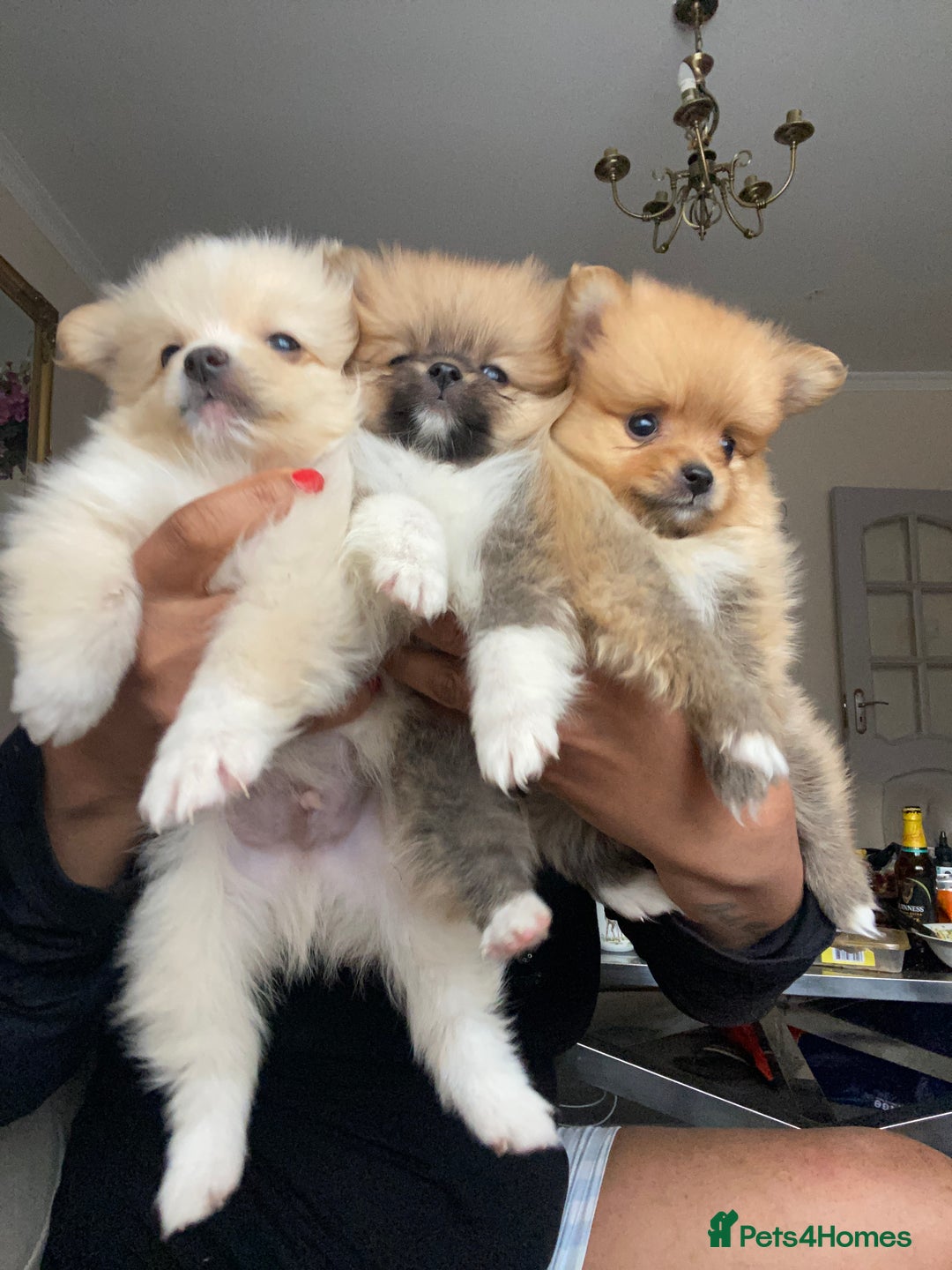 Pomeranian dogs for sale: Beautiful Russian bloodline Pomeranian puppies - Image 1