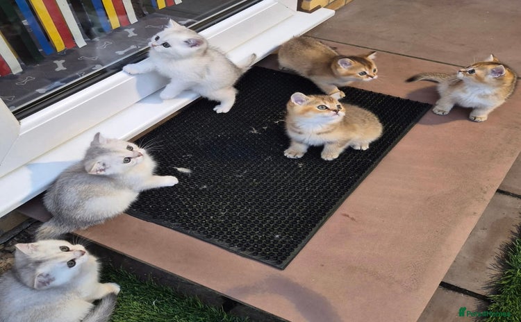 British Shorthair cats British shorthaired GCCF kittens - Advert 13