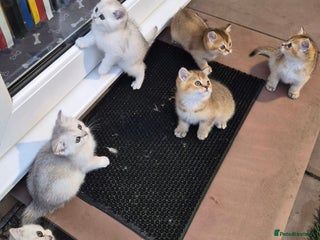 British Shorthair cats British shorthaired GCCF kittens - Advert 16