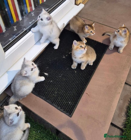 British Shorthair cats British shorthaired GCCF kittens - Advert 4