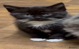 Mixed Breed cats for sale: Tabby - Image 10