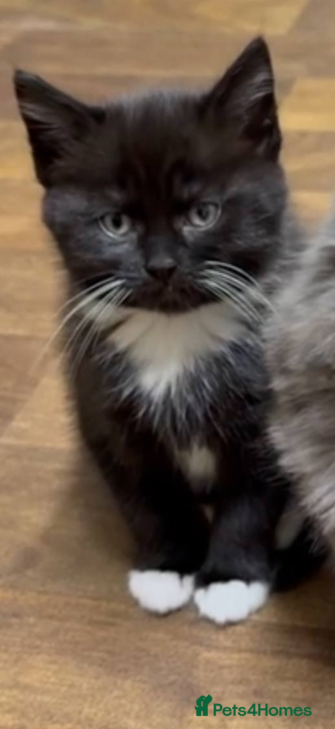 Mixed Breed cats for sale: Tabby - Image 10