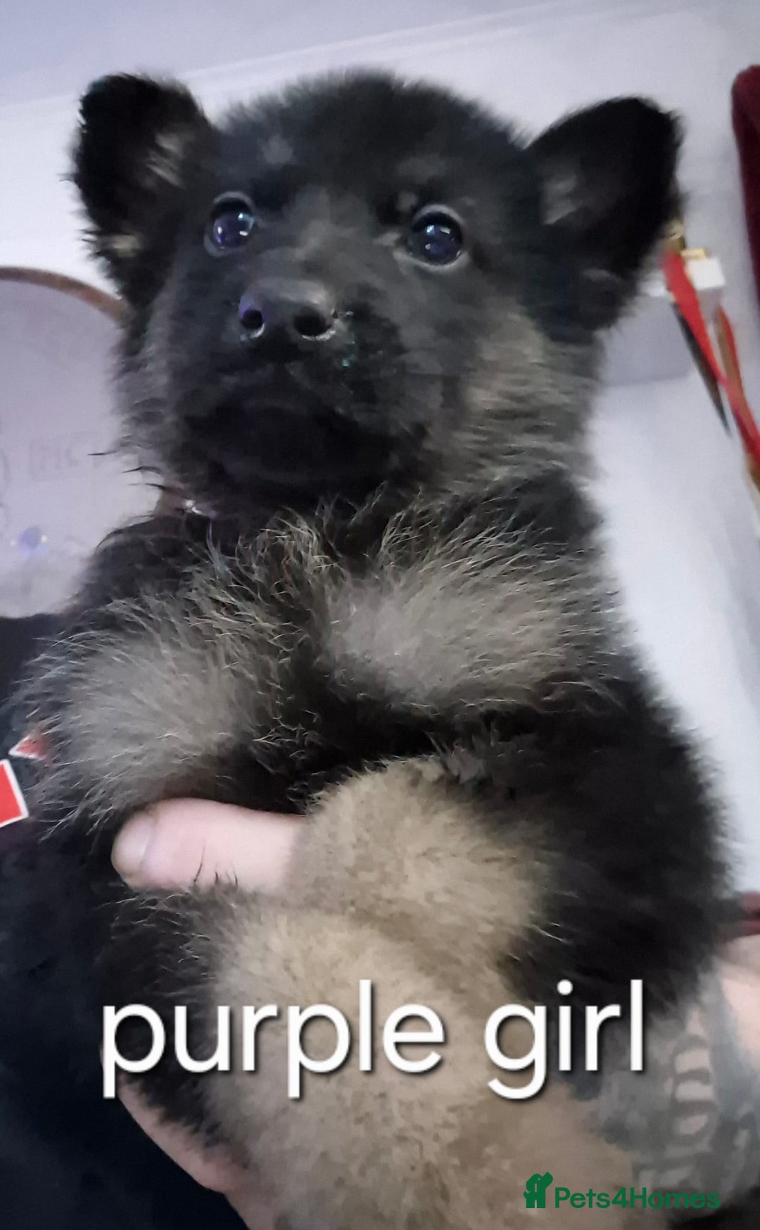 German Shepherd dogs for sale: German Shepherd puppies  - Advert 5