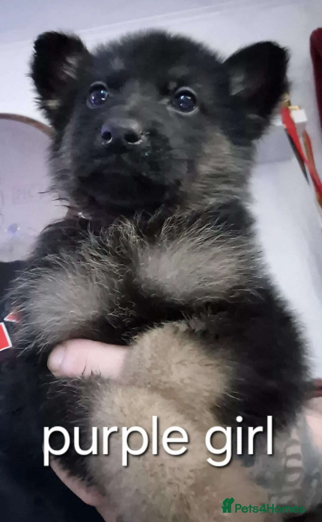 German Shepherd dogs for sale: German Shepherd puppies  - Advert 5