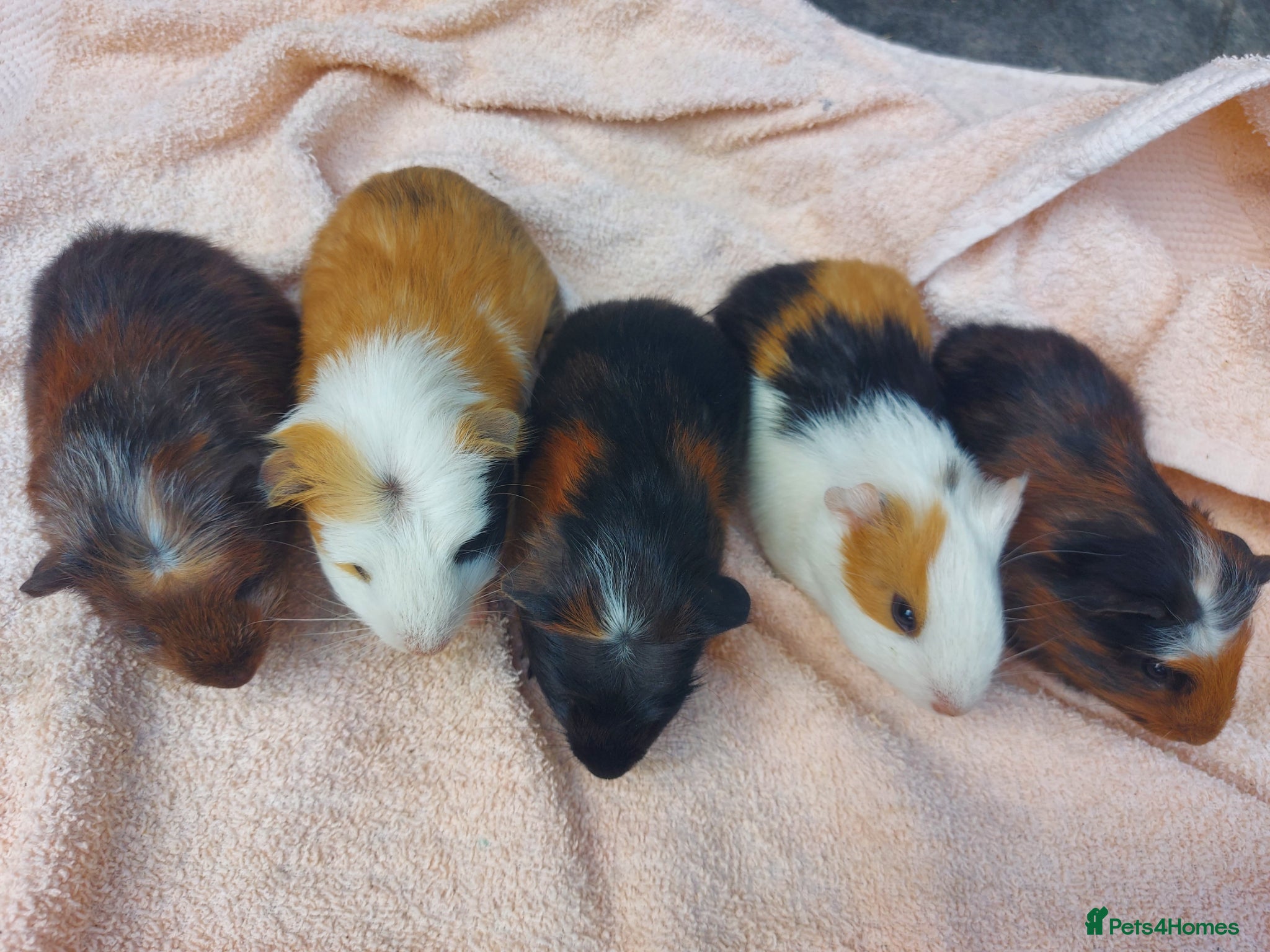 Guinea Pig rodents Beautiful baby Guinea PIgs - Advert 11