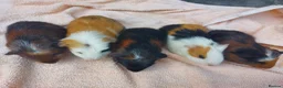 Guinea Pig rodents for sale: Beautiful baby Guinea PIgs - Advert 5