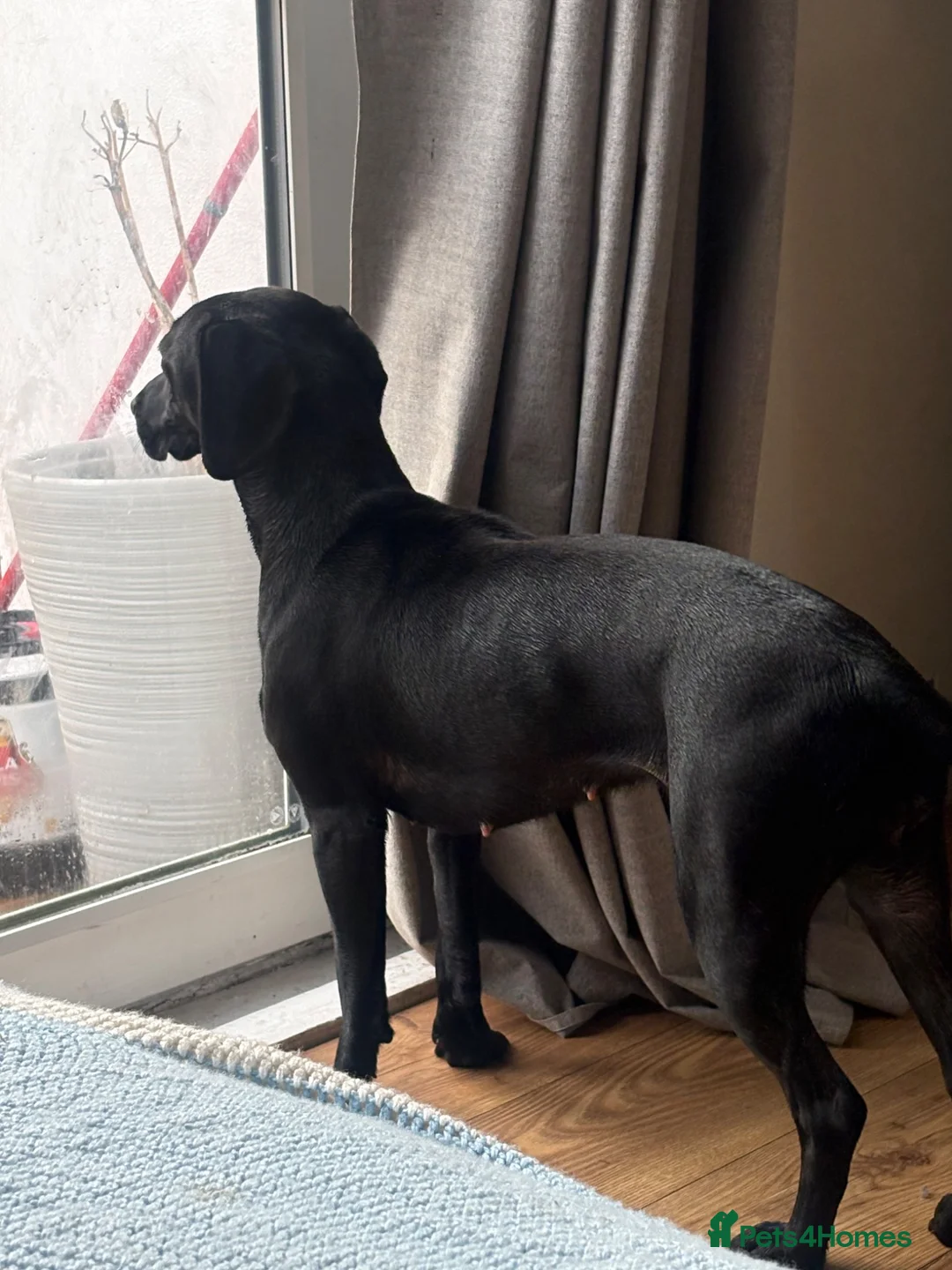 Mixed Breed dogs for sale: Hi I’m penny - Advert 2